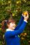 Gardener Girl Picking Fresh Orange