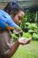 Blue-and-yellow Macaw, Ara Ararauna Perching On Girld Shoulder A