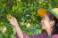 Female Agriculturist Hand Holding Fresh Lemon