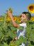 Kid And Sunflowers