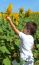 Kid And Sunflowers