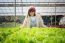 Healthy Care Woman In Hydroponic Vegetable Green House Plantation