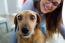 Beautiful Young Woman With Dog Playing At Home