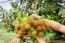 Hand And Fruit Rambutan Bunch Botanic Fresh From Farm Garden On