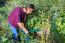 Woman Pruning Buddleja Shrub With Lopping Shears