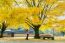 Woman Take A Photo At Autumn In Gyeongbokgung