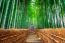 Bamboo Forest. Asian Woman Wearing Japanese Traditional Kimono At Bamboo Forest In Kyoto, Japan