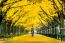 Beautiful Girl Wearing Japanese Traditional Kimono At Row Of Yellow Ginkgo Tree In Autumn. Autumn Park In Tokyo, Japan