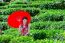 Asian Woman Wearing Traditional Chinese Dress And Red Umbrella In Green Tea Field