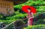 Asian Woman Wearing Traditional Chinese Dress And Red Umbrella In Green Tea Field