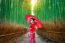 Bamboo Forest. Asian Woman Wearing Japanese Traditional Kimono At Bamboo Forest In Kyoto, Japan