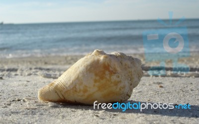 00598_aclearwaterbeachshell Stock Photo