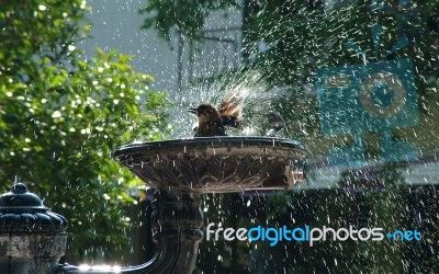 01480_birdshower Stock Photo