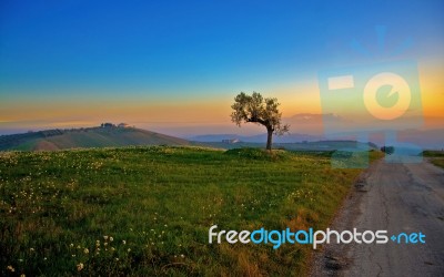 01552_treeandthesunset Stock Photo