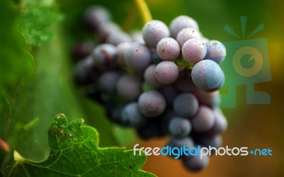 01560_harvestgrapes Stock Photo