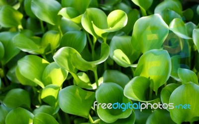 01568_greenparadise Stock Photo