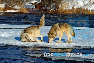 2 Gray Wolves Stock Photo