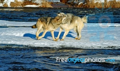 2 Gray Wolves Stock Photo