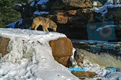 2 Gray Wolves Stock Photo