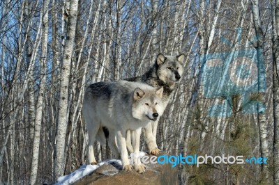 2 Gray Wolves In The Snow Stock Photo