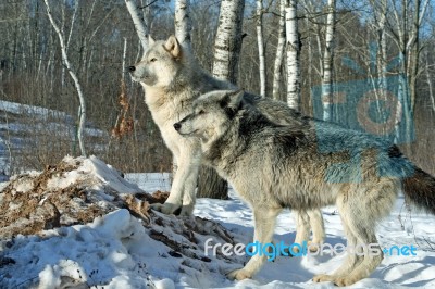 2 Gray Wolves In The Snow Stock Photo