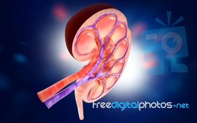 3d Digital Illustration Of  A Human Kidney Cross Section  Stock Image