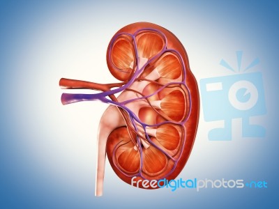 3d Digital Illustration Of  A Human Kidney Cross Section  Stock Image