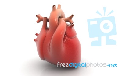 3d Human Heart Stock Image