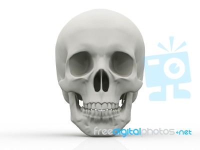 3d Human Skull Isolated On White Background Stock Image