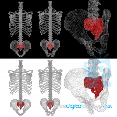 3d Illustration Medical Concept Of Sacrum Stock Image