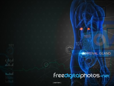 3d Illustration Of  Adrenal Gland By X-rays On Background Stock Image