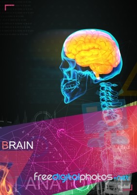 3d Illustration Of Human Brain By X- Ray On Background Stock Image