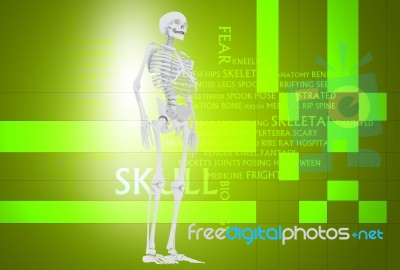 3d Illustration Of  Human Skulls Stock Photo Stock Image