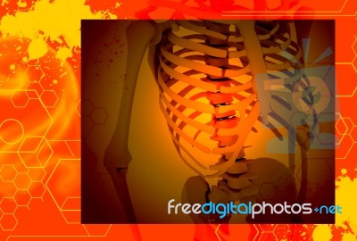 3d Illustration Of  Human Skulls Stock Photo Stock Image