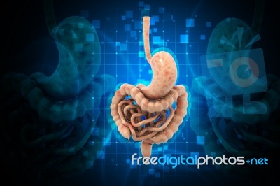 3d Illustration Of Stomach Stock Image