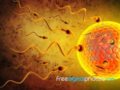 3d Illustration Sperm And Egg Cell Stock Image