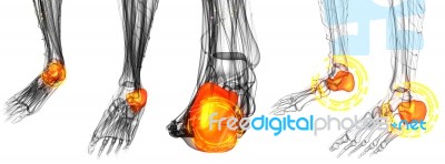 3d Render Illustration Of The Human Foot Joint Pains Stock Image