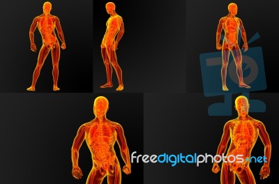 3d Render Illustration Of The Male Anatomy Stock Image