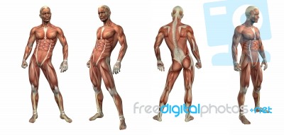 3d Render Illustration Of The Muscular System Stock Image