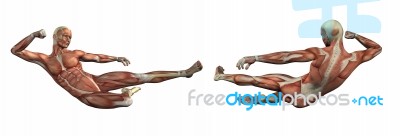 3d Render Illustration Of The Muscular System Stock Image