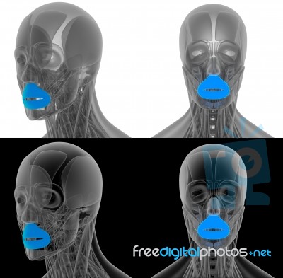 3d Render Illustration Of The Orbicularis Oris Stock Image