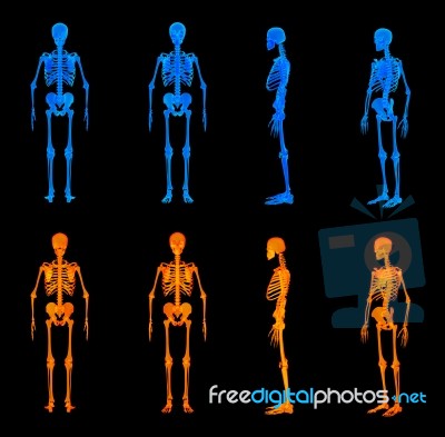 3d Render Illustration Of The Red Skeleton Stock Image