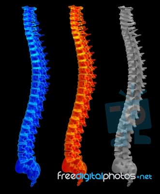 3d Render Illustration Of The Spine Stock Image