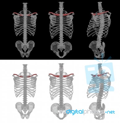 3d Render Medical Accurate Illustration Of The Clavicle Stock Image