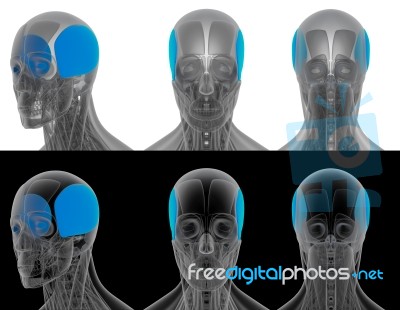 3d Render Medical Illustration Of The Auricularis Stock Image