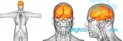 3d Render Medical Illustration Of The Human Brain Pain Stock Image