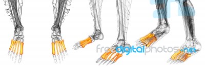 3d Render Medical Illustration Of The Metatarsal Bones Stock Image