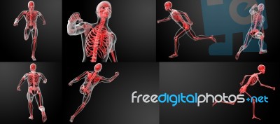 3d Render Running Human Anatomy By X-rays Stock Image