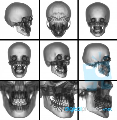 3d Render Skull On  Background Stock Image