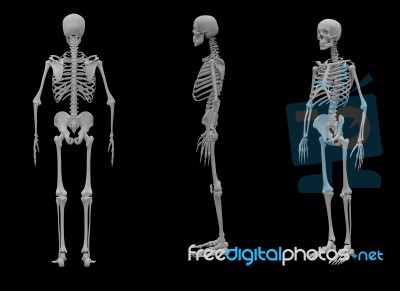 3d Render Walking  Of The Skeleton Bone Stock Image